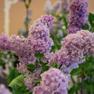 В музее-заповеднике «Царское Село» в январе зацвели сирень и миндаль фотографии