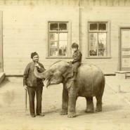 Выставка «Фотографическая летопись царскосельской жизни. Конец XIX – начало XX века» фотографии