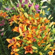 Цветочная выставка «Краски лета» в Ботаническом саду 2017 фотографии