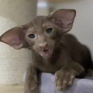 Фестиваль «Экзотические Ориенталы и Серенгети»2026 фотографии