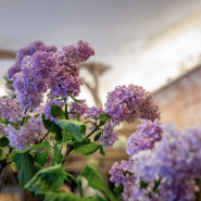 В музее-заповеднике «Царское Село» в январе зацвели сирень и миндаль фотографии