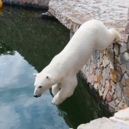 День белого медведя в Ленинградском Зоопарке 2020 фотографии