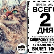 Фестиваль сибирских кошек фотографии