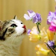 Праздник «День кошек» фотографии