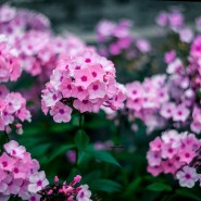 Фестиваль «Краски лета» в Ботаническом саду 2020 фотографии
