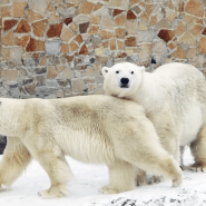 Международный День белого медведя в Ленинградском зоопарке 2019 фотографии