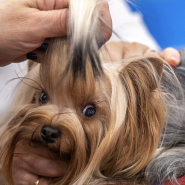 Выставка  «Зоошоу» март 2026 фотографии