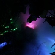 Экскурсия «Реалити-шоу: магия амазонской ночи» фотографии