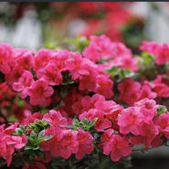 Фестиваль «Ботанические каникулы» 2026 фотографии