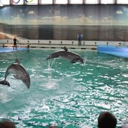 Шоу «Дельфины Северной Столицы» 2020 фотографии