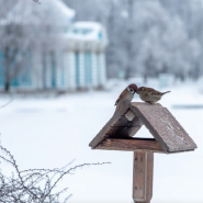 Музей-заповедник приглашает покормить птиц зимой фотографии
