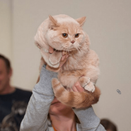 Выставка кошек   «В гостях у САФФИ» 2016 фотографии