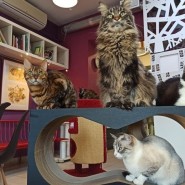 Петербургское котокафе «Республика котов» онлайн фотографии