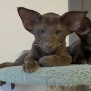 Фестиваль «Экзотические Ориенталы и Серенгети»2026 фотографии