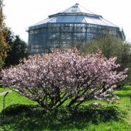 Ботанический сад Петра Великого фотографии