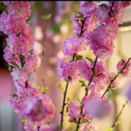 В музее-заповеднике «Царское Село» в январе зацвели сирень и миндаль фотографии