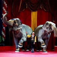 Цирк-шапито «Розовый Слон» фотографии