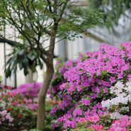 Фестиваль «Ботанические каникулы» 2026 фотографии