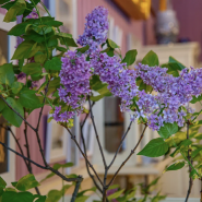 В музее-заповеднике «Царское Село» в январе зацвели сирень и миндаль фотографии