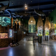 Выставка «20-летие Океанариума» фотографии