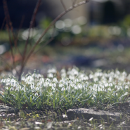 Фестиваль «Тайны Весеннего королевства-2026»  фотографии