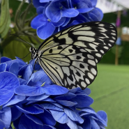 Выставка тропических бабочек в ТРК «Лето» фотографии