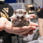 Выставка  «Зоошоу» март 2026 фотографии