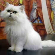 Музей «Республика кошек»  фотографии