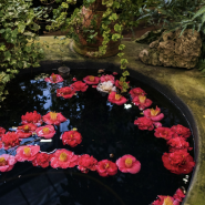 Фестиваль «Ботанический Новый год»2026 фотографии