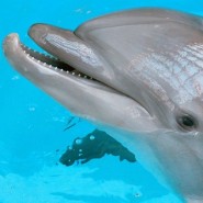 Санкт-Петербургский дельфинарий  фотографии