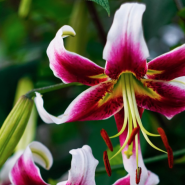 Выставка лилий в Ботаническом саду 2022 фотографии