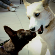 Фестиваль «Dog Fest» в ТРК Лето 2025 фотографии