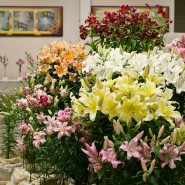 Цветочная выставка «Краски лета» в Ботаническом саду 2017 фотографии