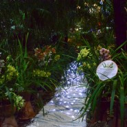 Выставка орхидей «Осколки радуги» в Ботаническом саду 2020 фотографии