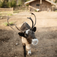 Знакомство с Карелией: хаски, олени, водопады и мраморный каньон Рускеала фотографии