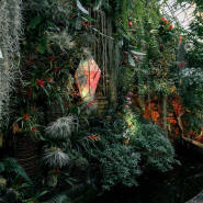 Новогодняя выставка орхидей и бромелий «Осколки радуги- 2022» фотографии