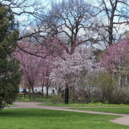 Ботанический фестиваль «Торжествуй, зелёный май!» 2026 фотографии