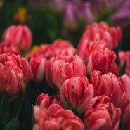 Выставка тюльпанов «Мечты о весне» фотографии