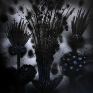 Выставка «Антон Щаблыкин. BLUMEN» фотографии