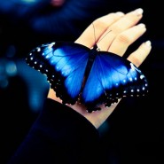 «Сад бабочек» фотографии