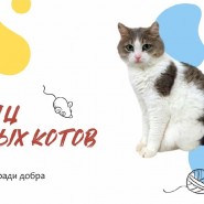 Акция «Тёплые коты» в библиотеке имени Гоголя 2020 фотографии