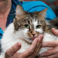 Выставка-пристройство кошек «Кот Морган рекомендует себя» фотографии