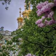Сиреневая аллея у главного входа в Екатерининский парк фотографии