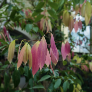 День всех влюбленных в Ботаническом саду Петра Великого 2026 фотографии