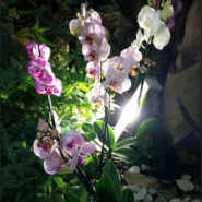 Выставка орхидей «Осколки радуги» 2018 фотографии