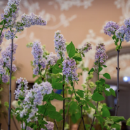 В музее-заповеднике «Царское Село» в январе зацвели сирень и миндаль фотографии