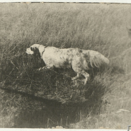 Выставка «В нашей квартире собаки и кот: питомцы С.М. Кирова» фотографии