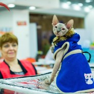 Выставка кошек «В Гостях у САФФИ» 2017 фотографии