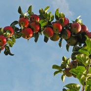 Праздник «Яблочный полдень» в Царском Селе 2018 фотографии