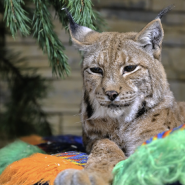 Международный женский день в Ленинградском зоопарке 2026 фотографии